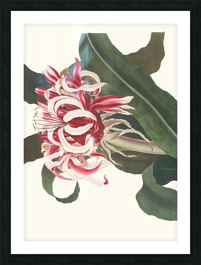 Crinium Augustum. [Queen Emma] 1834 Impression et Cadre photo