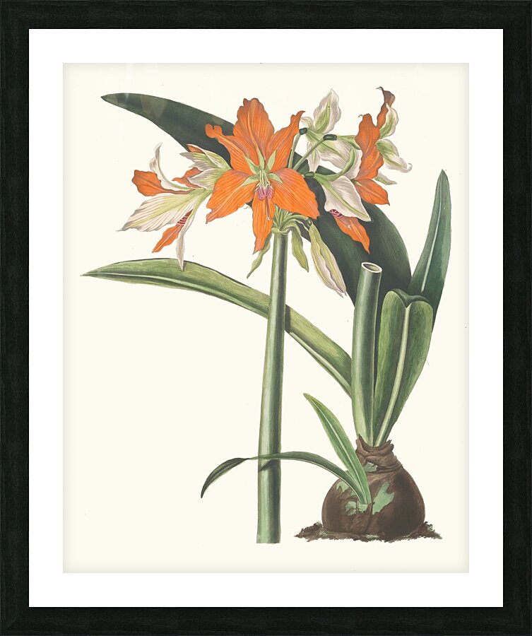 Amaryllis Fulgida 1834 Picture Frame print