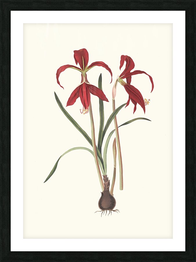 Amaryllis Formosissima. 1834 Impression et Cadre photo