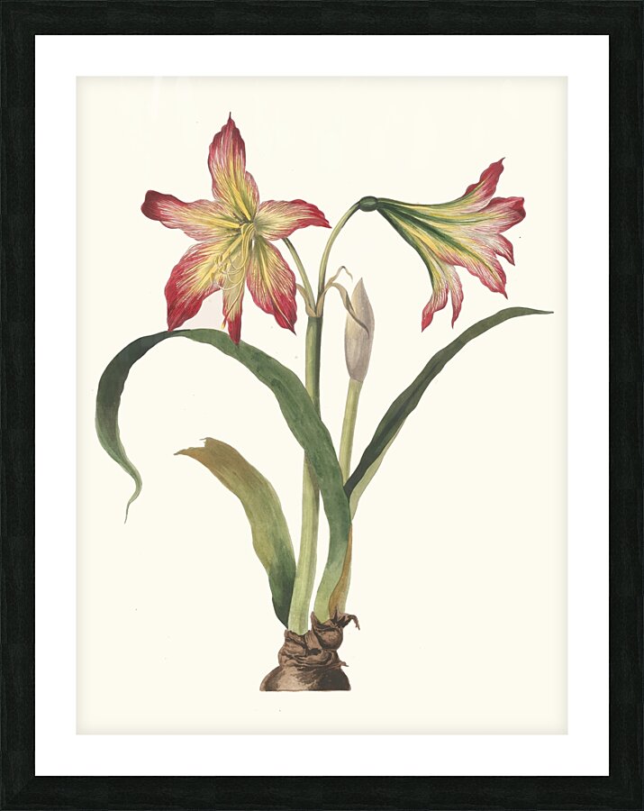 Amaryllis Psittacina 1834 Picture Frame print