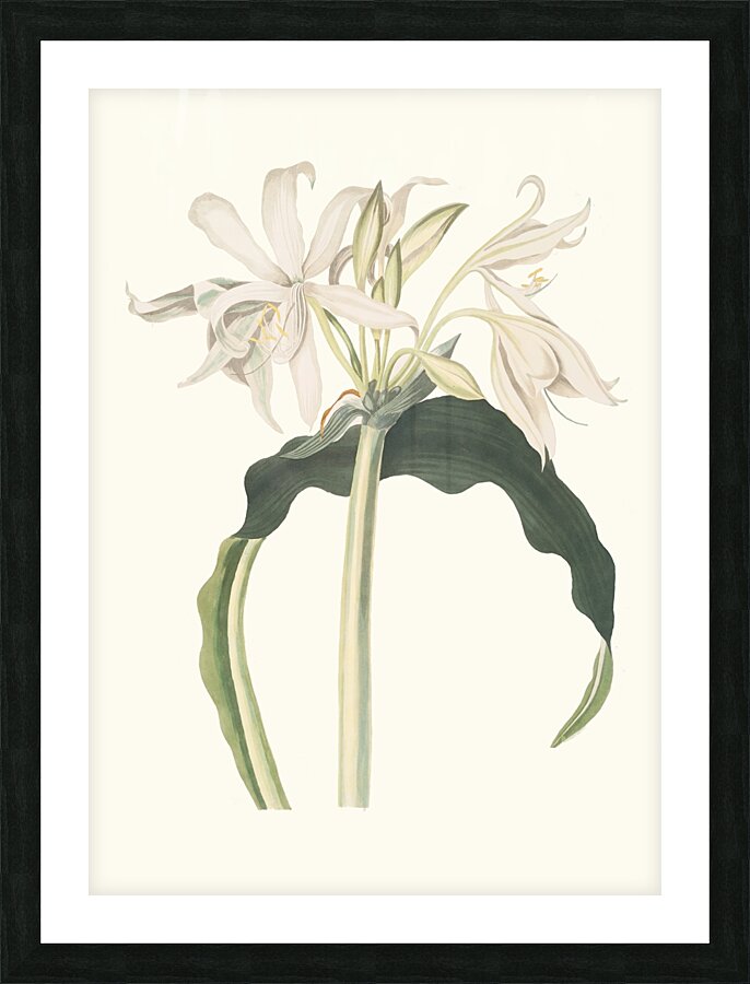 Amaryllis Aulica 1834 Picture Frame print