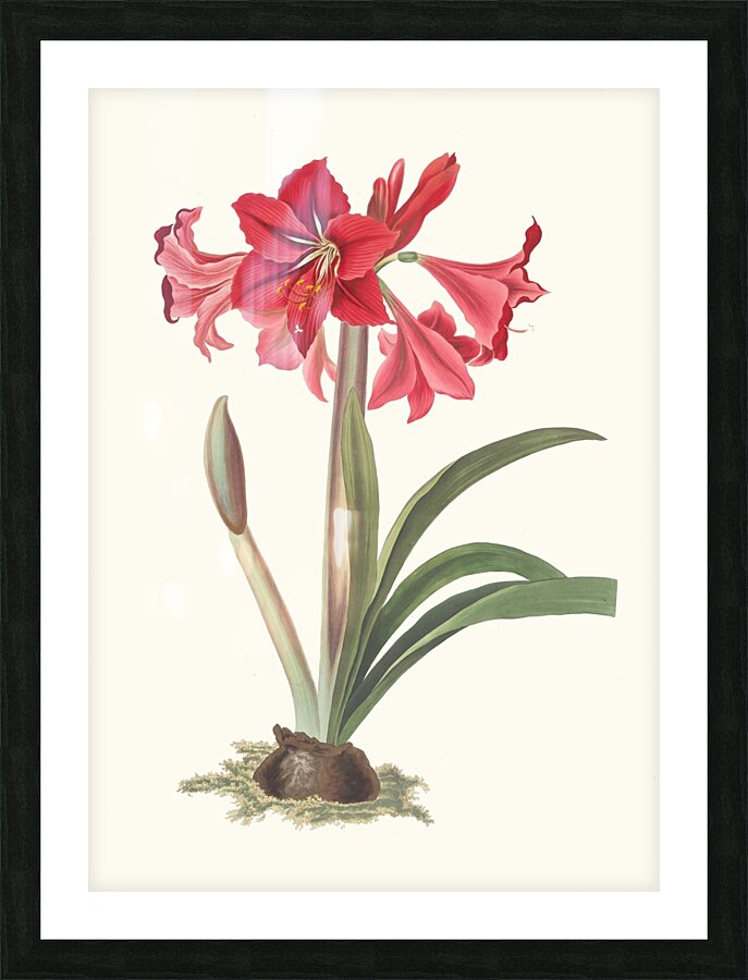 Amaryllis Johnsoni. 1834 Picture Frame print