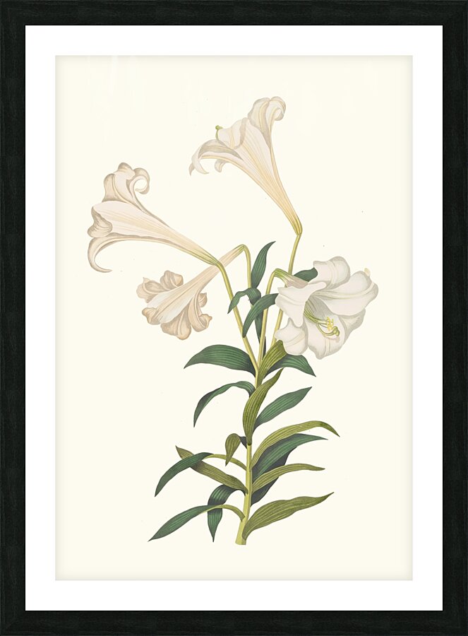 Lilium Longiflorum. 1834 Picture Frame print