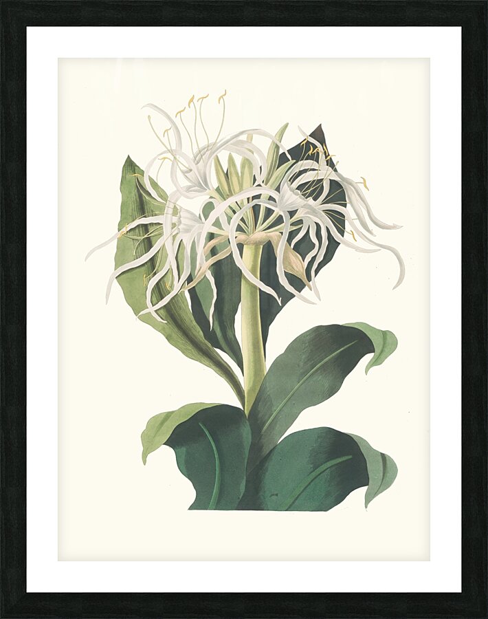 Pancratium Specidsum 1834 Picture Frame print