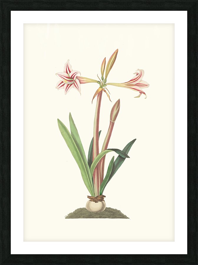Amaryllis Vittata Minor 1834 Picture Frame print
