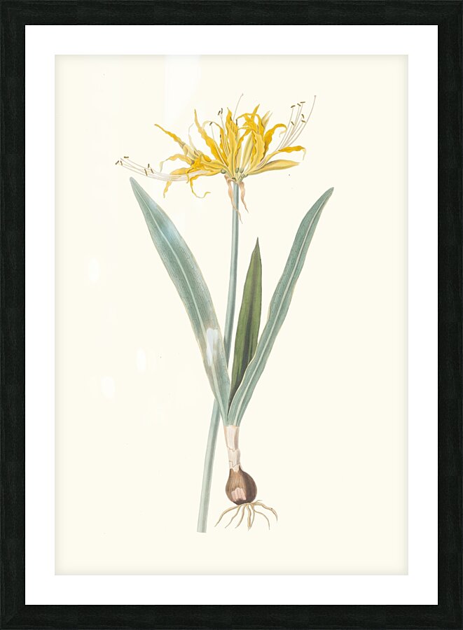 Nerine Aurea. 1834 Picture Frame print