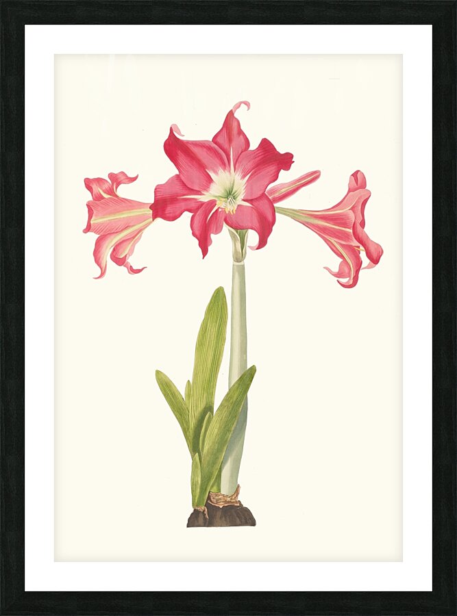 Amaryllis Solandriflora Var. Or Amaryllis Johnsoni 1834 Picture Frame print