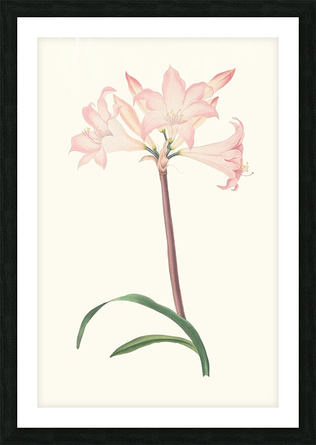 Amaryllis Belladonna 1834 Picture Frame print