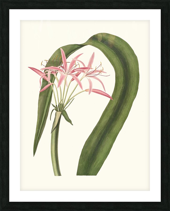 Crinum Cruentum 1834 Picture Frame print