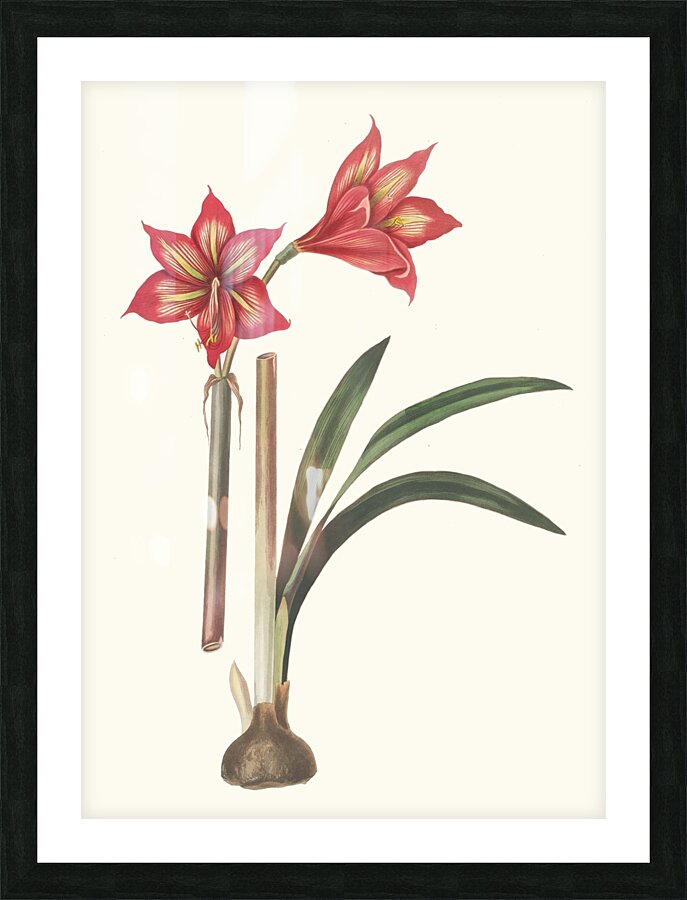 Amaryllis Correiensis. 1834 Picture Frame print