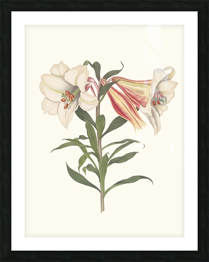 Lilium Japonicum. 1834 Picture Frame print