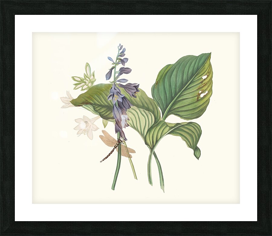 Hemerecalliscarulea Hemerecallis Japonica 1834 Picture Frame print