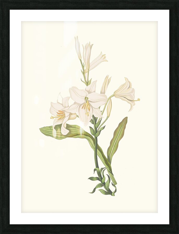 Lilium Candidum 1834 Picture Frame print