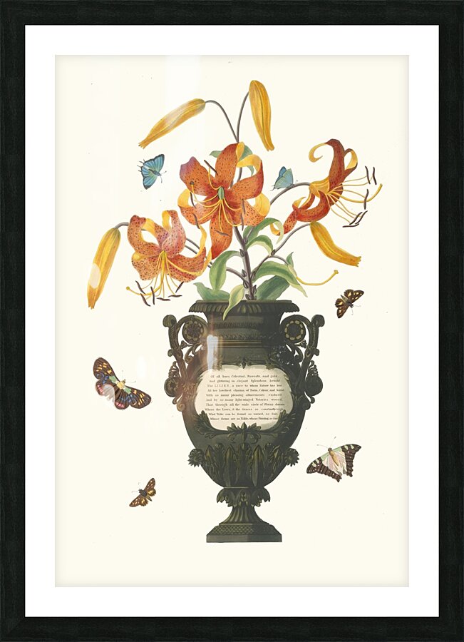 Lilium Tigrinum 1834 Picture Frame print