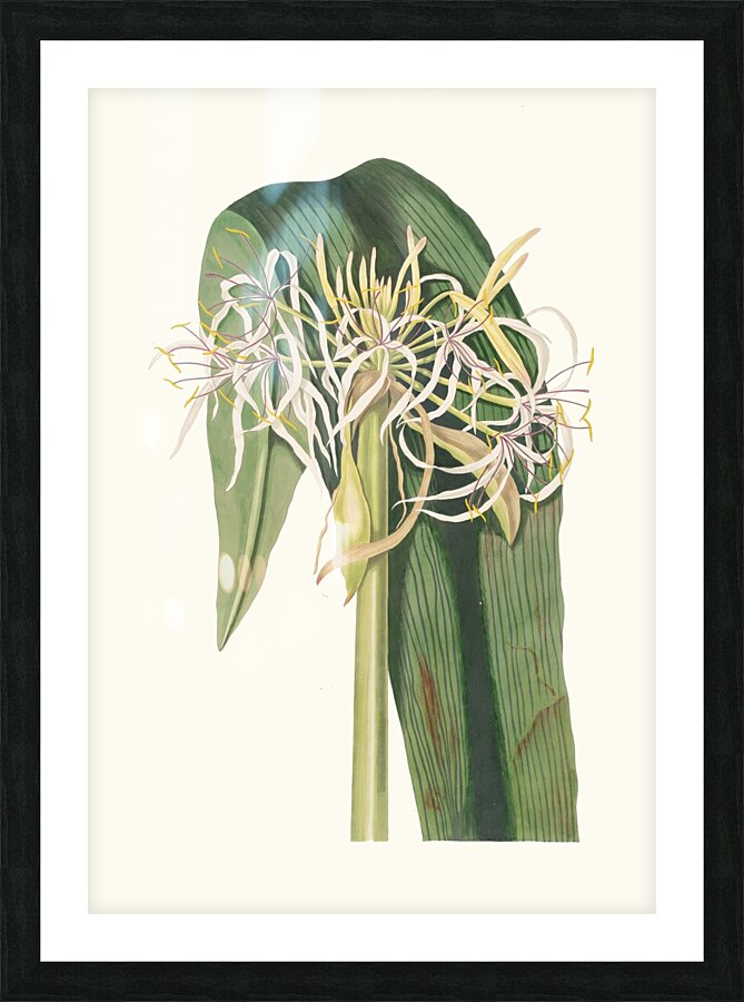 Crinum Declinatum 1834 Picture Frame print