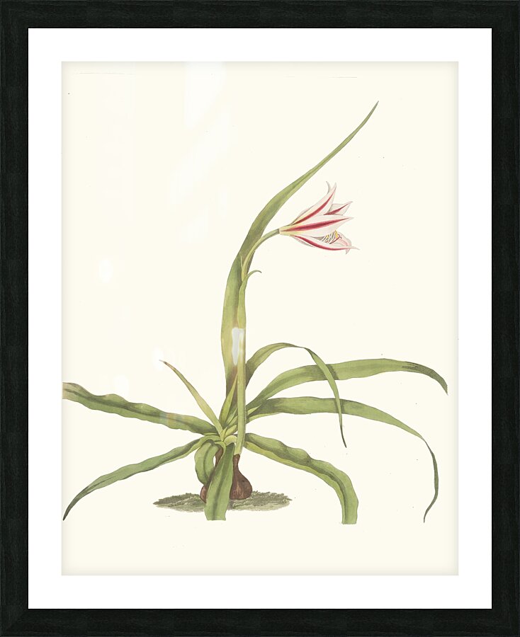 Crinum Yuccæides 1834 Picture Frame print