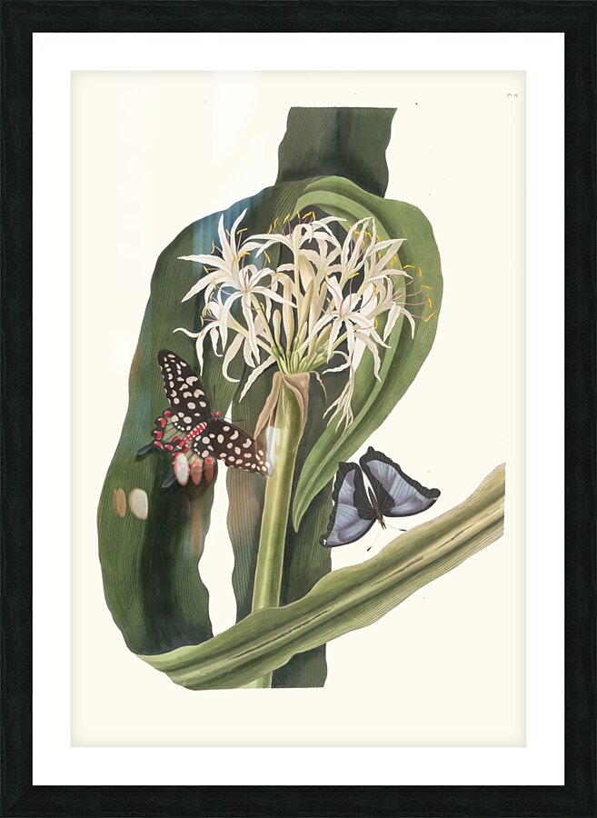Crinum Pedunculatum. [River Lily] 1834 Picture Frame print