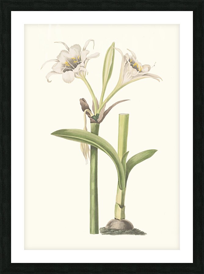 Pancratium Calathinum. 1834 Picture Frame print