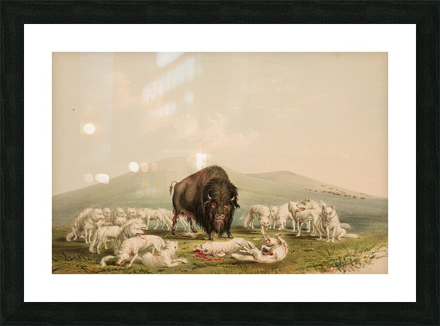 Buffalo Hunt White Wolves Attacking A Buffalo Bull 1844 Picture Frame print