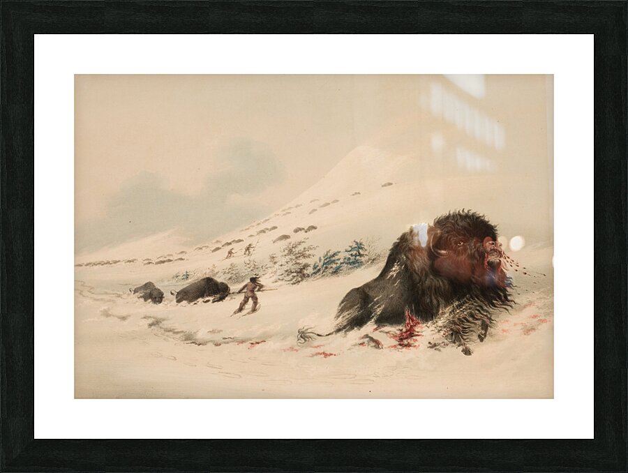 Buffalo Bull in Snow Drift 1844 Picture Frame print