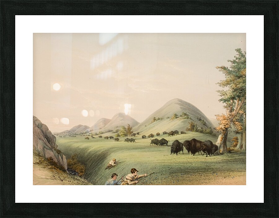 Buffalo Hunt Approaching in a Ravine 1844 Picture Frame print