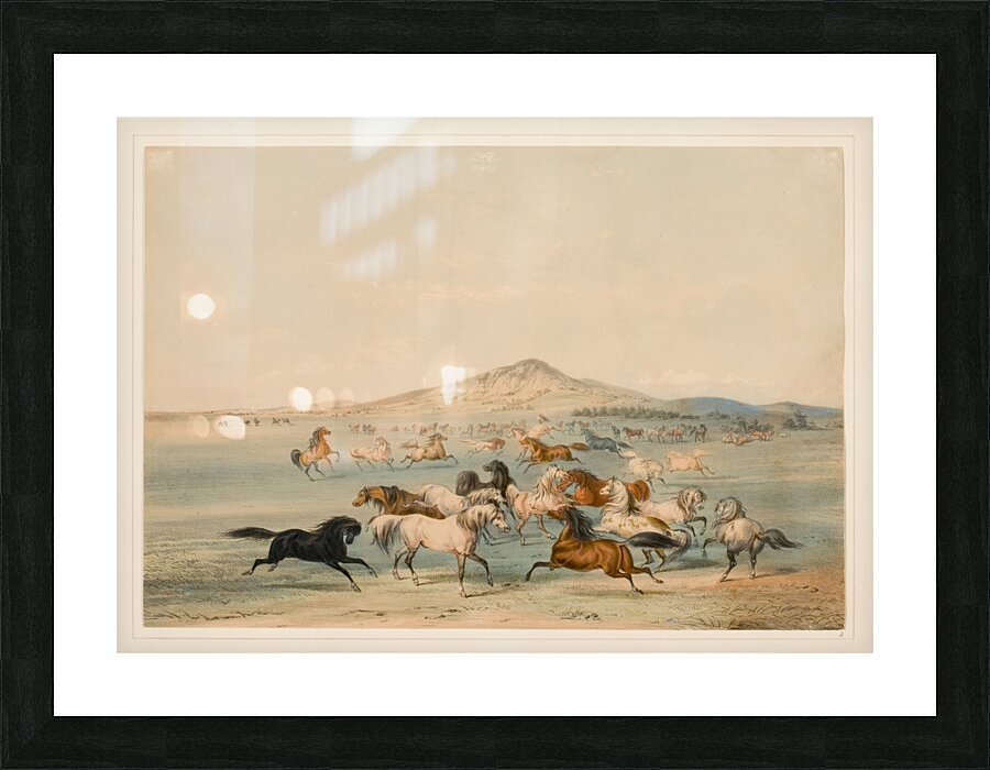 Wild Horses at Play 1844 Picture Frame print