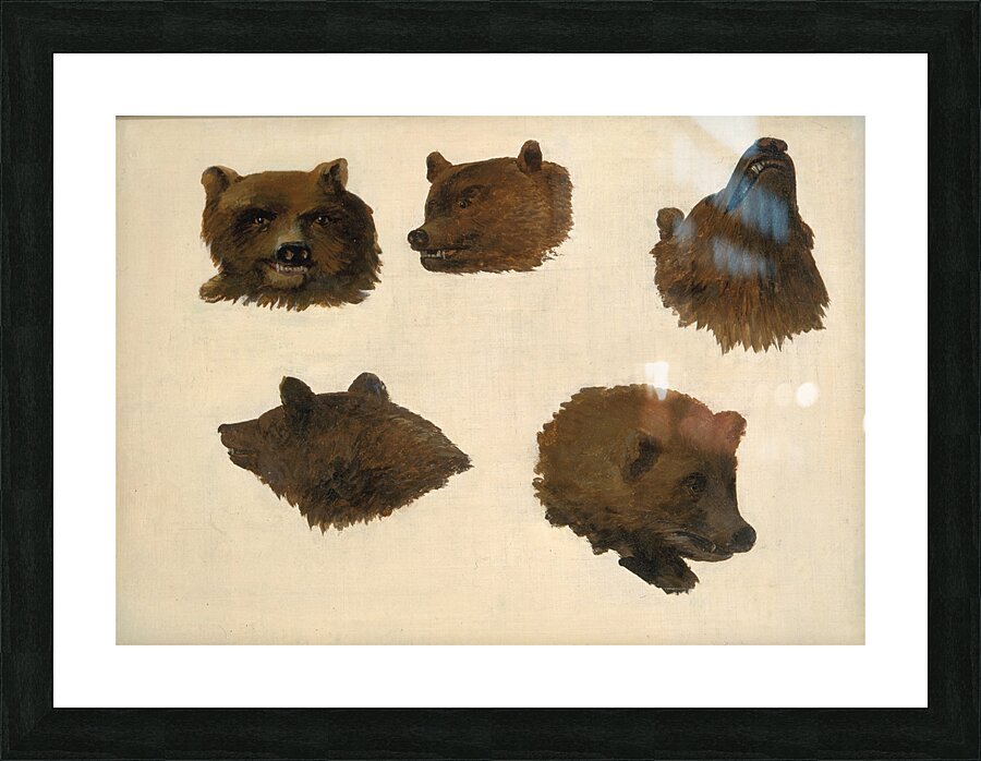 Portraits of Two Grizzly Bears From Life 1839-1840 Picture Frame print
