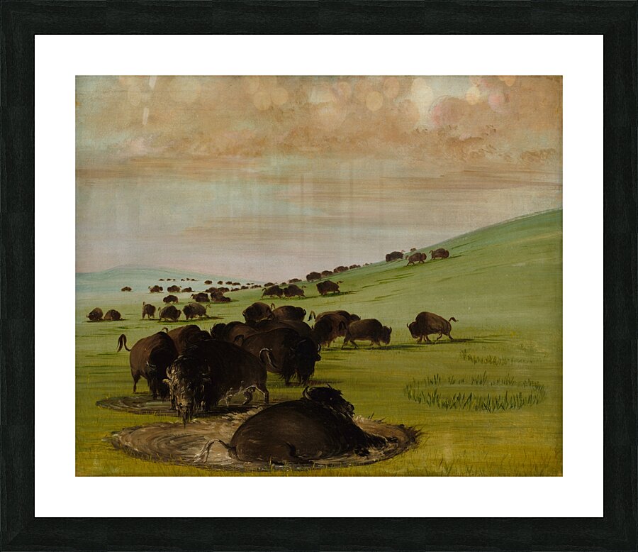 Buffalo Bulls in a Wallow 1837-1839 Picture Frame print