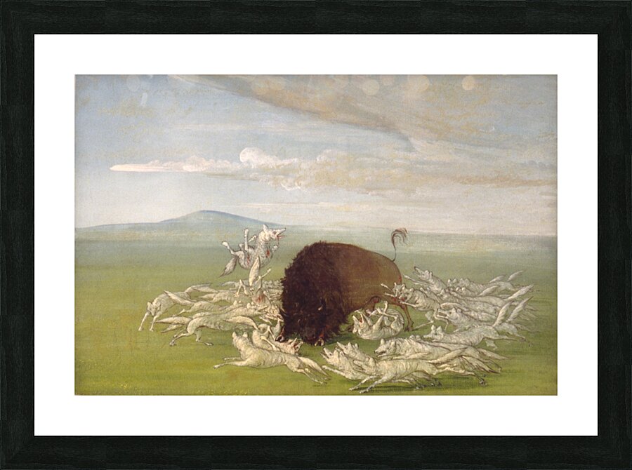 White Wolves Attacking a Buffalo Bull 1832-1833 Picture Frame print