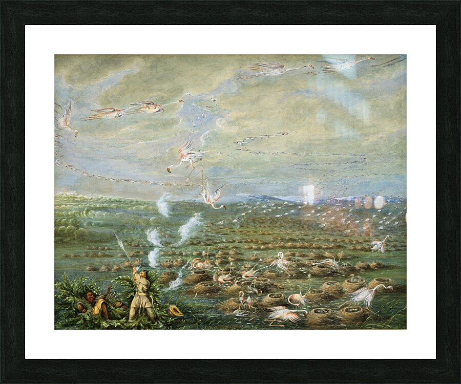 Flamingo Shooting in South America 1856 Picture Frame print