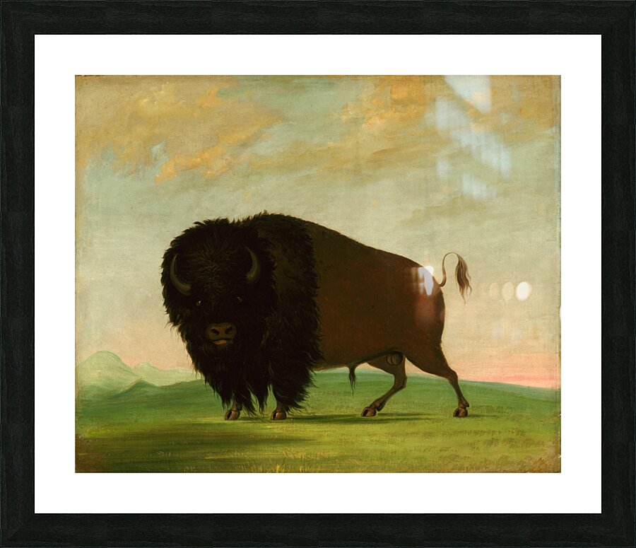 Buffalo Bull Grazing on the Prairie 1832-1833 Picture Frame print