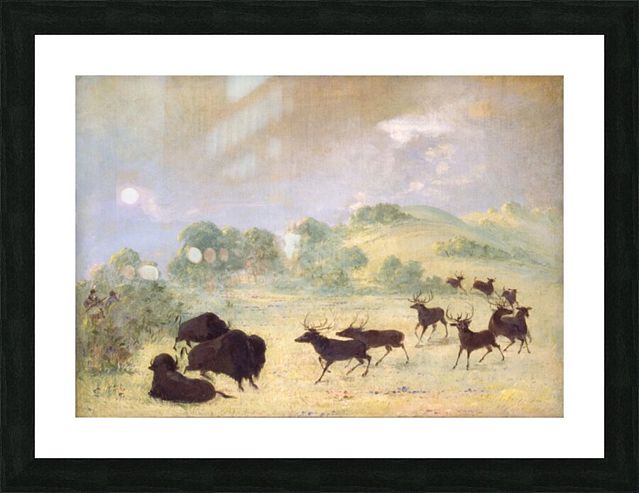 Elk and Buffalo Making Acquaintance Texas 1846-1848 Picture Frame print