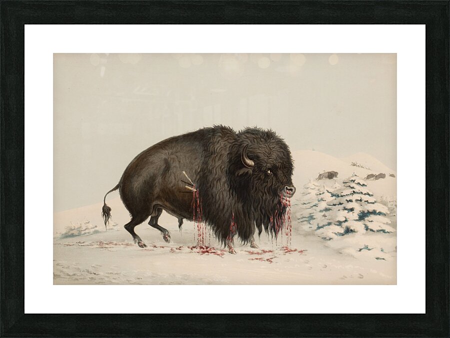 Wounded Buffalo Bull 1844 Picture Frame print