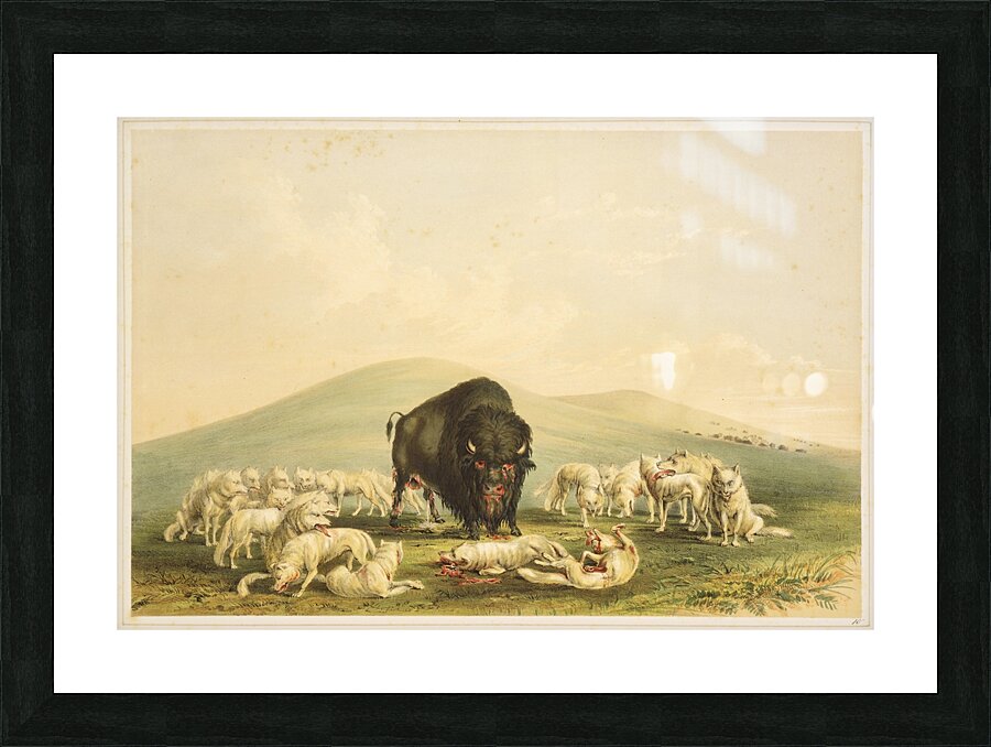 Buffalo Hunt White Wolves Attacking Buffalo Bull 1844  Picture Frame print