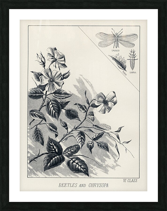 Trout Flies  Picture Frame print