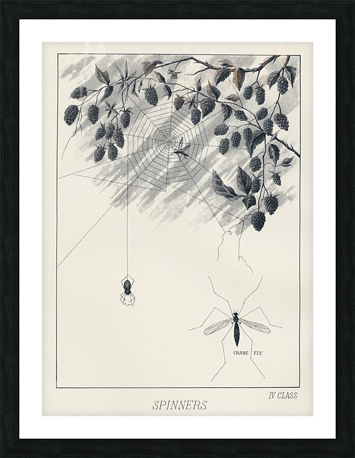 Lake Flies  Picture Frame print