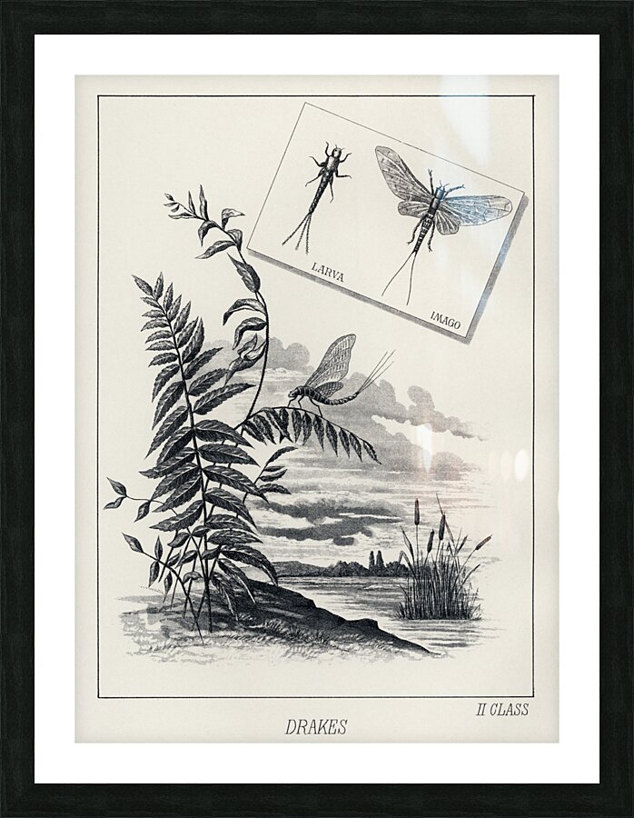 Drakes  Picture Frame print