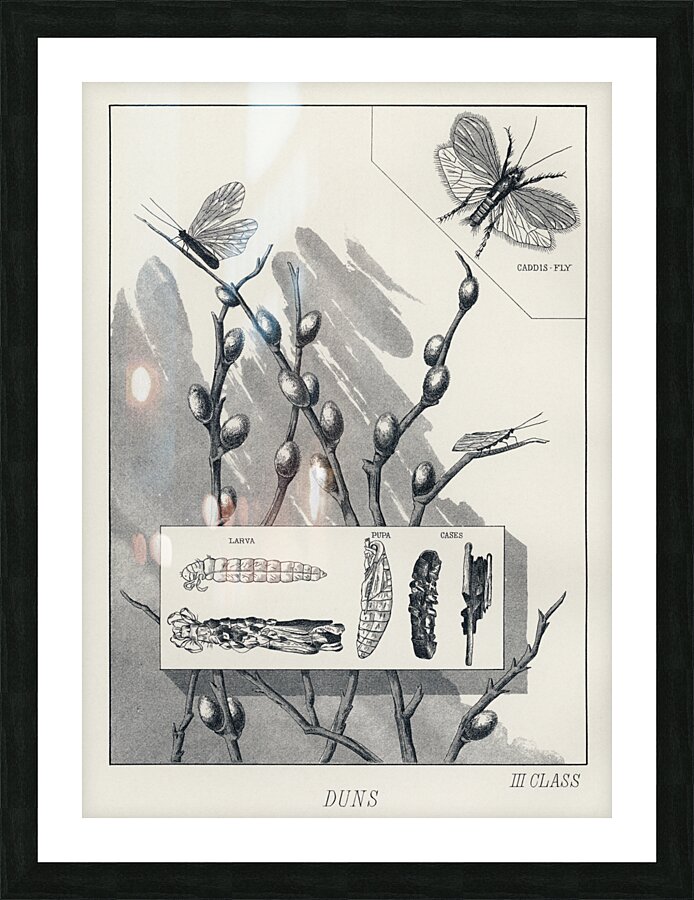 Duns Picture Frame print