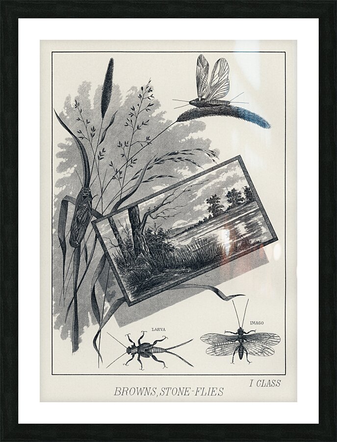 Brown Stone-flies  Picture Frame print