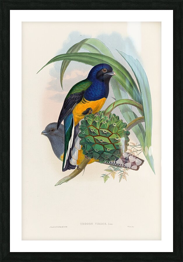 John Gould trogons 019 Picture Frame print