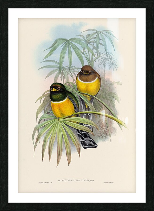 John Gould trogons 006 Picture Frame print