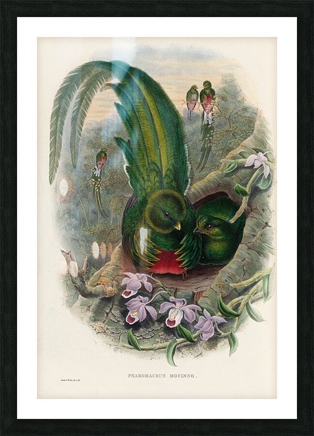 John Gould trogons 027 Picture Frame print