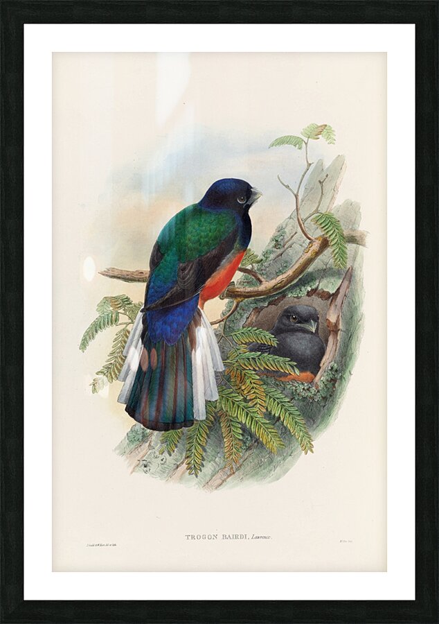 John Gould trogons 031 Picture Frame print