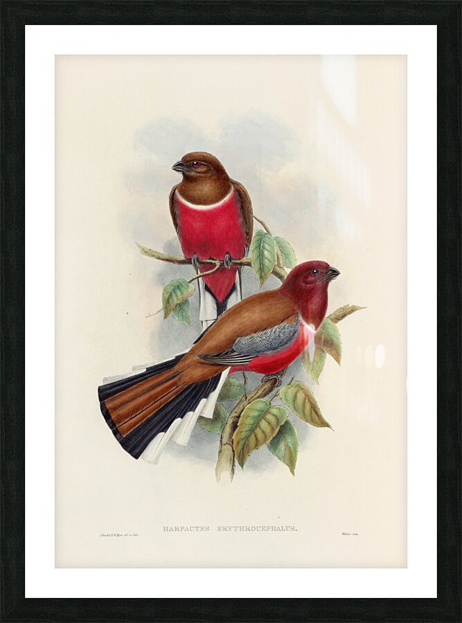 John Gould trogons 047 Picture Frame print