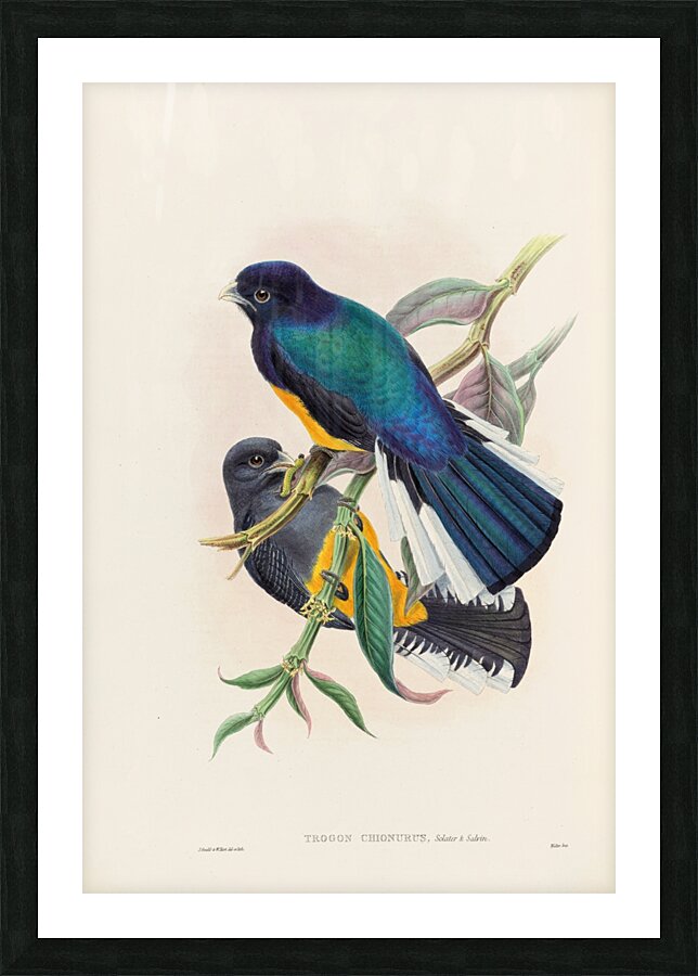 John Gould trogons 030 Picture Frame print