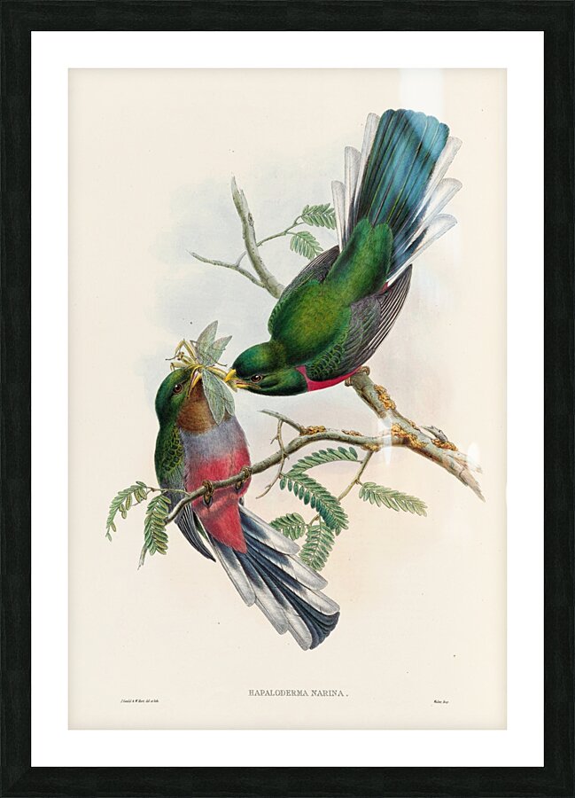 John Gould trogons 036 Picture Frame print