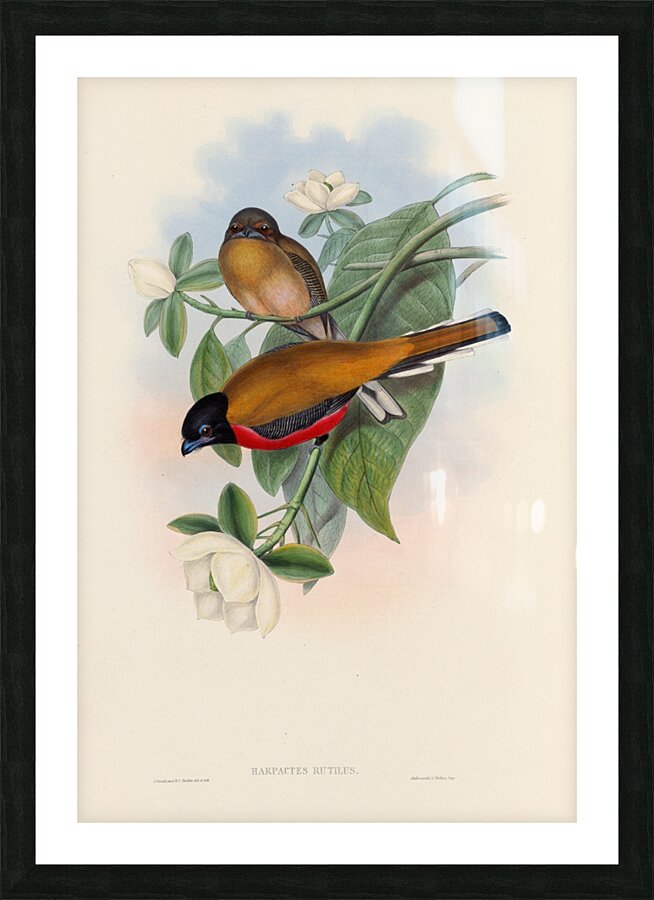 John Gould trogons 013 Picture Frame print
