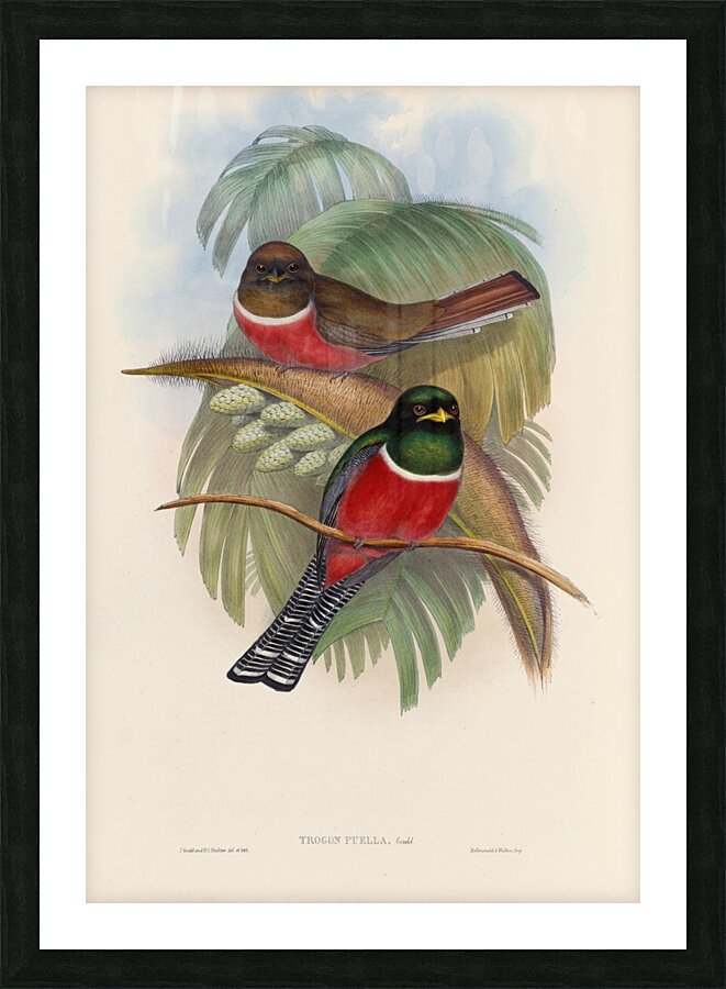 John Gould trogons 005 Picture Frame print