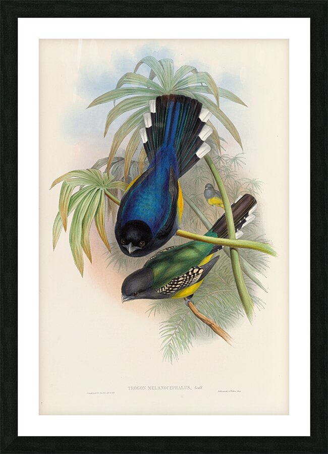 John Gould trogons 007 Picture Frame print