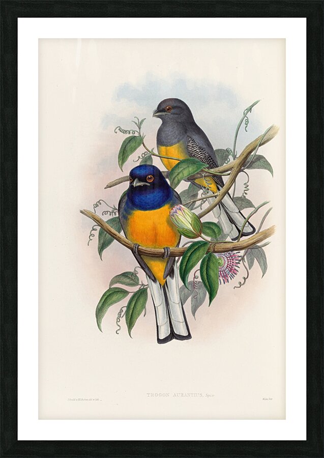 John Gould trogons 018 Picture Frame print